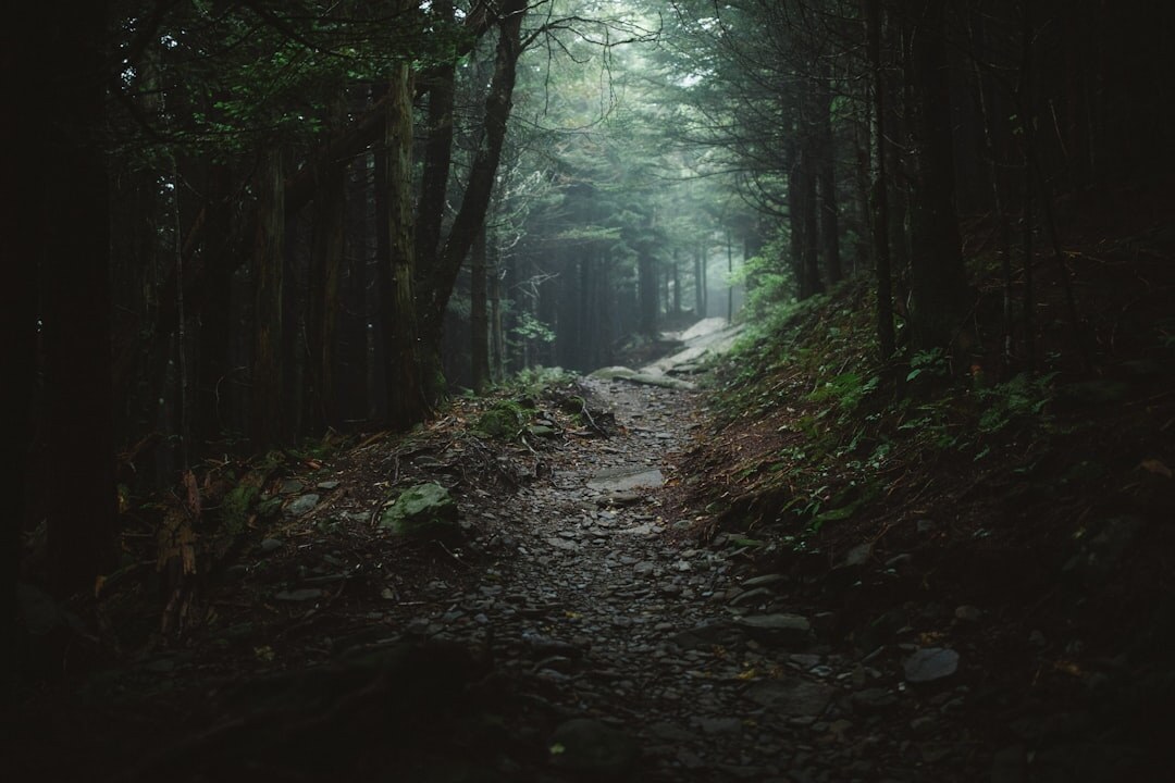 suspenseful forest path
