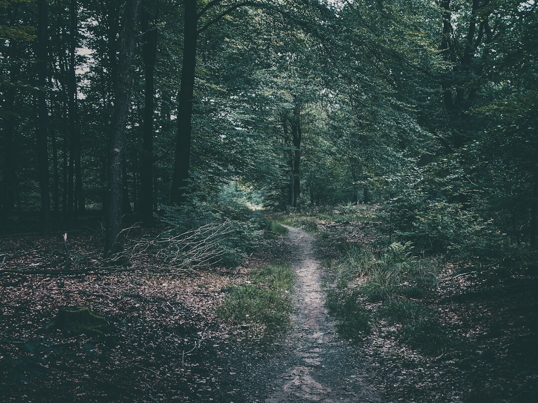 twisted path in forest